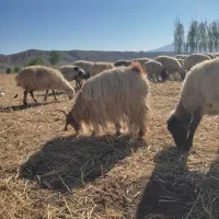 ۳بز جوان شیری به علت نبود جا میفروشم|حیوانات مزرعه|خوی, |دیوار