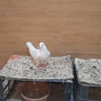 کبوترهای طوقی نروماده بفروش می رسد|پرنده|سوسنگرد, |دیوار