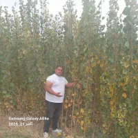 فروش نهال صنوبر درجه ۱ ترکیه