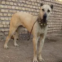 سگ سگ|سگ|کاشمر, |دیوار