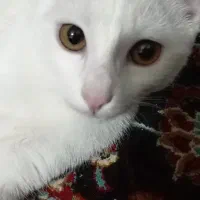 گربه بریتیش و دی اس اچ