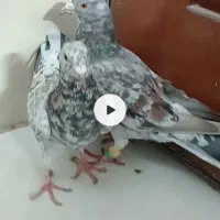 کفتر سار