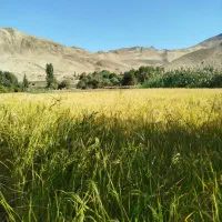 برنج در جه یک کلات ..برنج دم سیاه