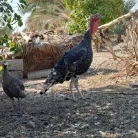 مرغ شاخدار،بوقلمون ومحلی|حیوانات مزرعه|کهنوج, |دیوار