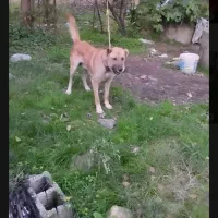 سگ نگهبان|سگ|لاهیجان, بازکیاگوراب|دیوار