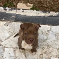 توله دوماه ونیم پیت بول