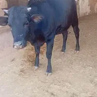 فروش دوراس گوساله ماده