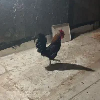 خروس سرحال