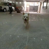 سگ پامر گمشده|حیوانات|اسلام‌شهر, شهرک امام حسین (میان آباد)|دیوار