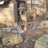 سگ پژدر،سرابی|سگ|سنگر, |دیوار