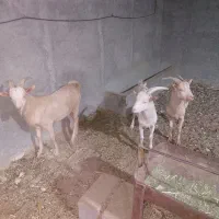 بزغاله