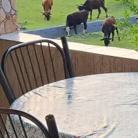 اجاره-روزانه-ویلای-چالوس-یک-خوابه-جنگلی-روستایی