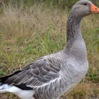 دو عدد غاز سالم