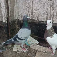 کفتر کبوتر سبز پلاکی