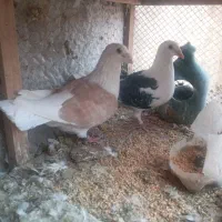 ۷۰کبوتر جفت گاه وهوایی|پرنده|تربت جام, یحیی آباد|دیوار