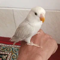 جوجه کوتوله برزیلی رنگ خاص
