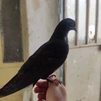 کبوترسیاه دم سفید