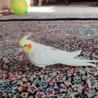 عروس هلندی|پرنده|زرند, |دیوار