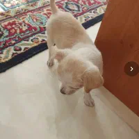 سگ آپارتمانی