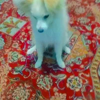 سگ باهوش اشپیز بامرین|سگ|بندرعباس, |دیوار