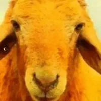 «نرینه*قلمآبی۰زنده۰عقیقه+قربانی» بّر۰درجه۱گوسفند