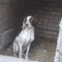 توله شکاری دنبلانی|سگ|مینودشت, |دیوار