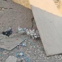 4عددجوجه مرغ و3عددجوجه خروس گلین لری