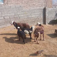 میش وبره پلنگی|حیوانات مزرعه|الشتر, |دیوار