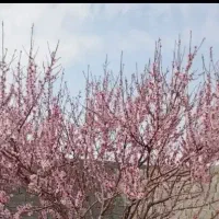 200مترباغچه-بابنا-سنددار-لوکس