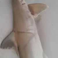 کولی تازه وتمیز شده