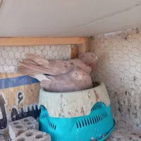 کبوتر نوک ریز زرد شکلاتی سرور|پرنده|اصفهان, بهارانچی|دیوار