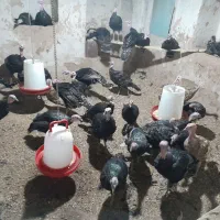 بوقلمون