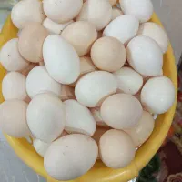 تخم مرغ محلی