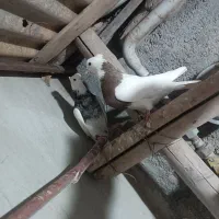 طوقی|پرنده|کرمانشاه, |دیوار