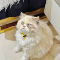 فروش گربه نژاددار خوشگل و اصیل