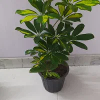 گلهای آپارتمانی مناسب هدیه|گل و گیاه طبیعی|اصفهان, سرچشمه|دیوار