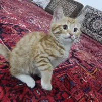 ۲عدد بچه گربه نر ۲ماهه خانگی|گربه|تبریز, |دیوار