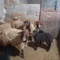 میش،یا گوسفند بره دار|حیوانات مزرعه|سنندج, |دیوار