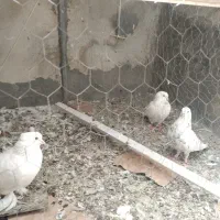 کبوتر
