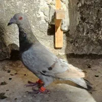 سرور دورگ