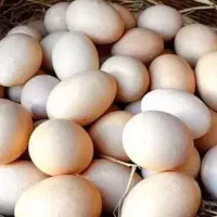 تخم مرغ محلی