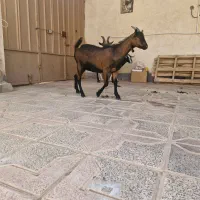 بزغاله سانن، الپاین، ماده|حیوانات مزرعه|خور (اصفهان), |دیوار