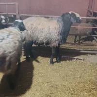 قوچ شال اسیل