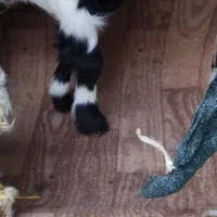 فروش بزغاله شیری و بره نروماده شیری سالم