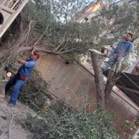 بریدن نخل قطع درخت هرس نخل سمپاشی نخل استاد نخل|خدمات باغبانی و درختکاری|اهواز, فاز ۲ پادادشهر|دیوار