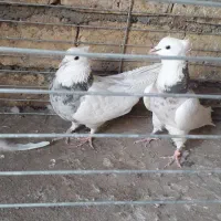 طوقی|پرنده|اردکان, |دیوار