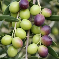 نهال زیتون مانزانی ارسال فوری و رایگان