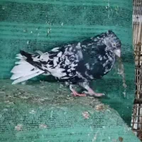 کرز دم سفید گم شده