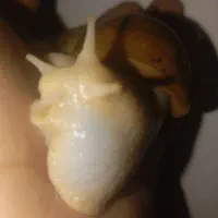 حلزون(اجتینا)|خزنده|ارومیه, |دیوار