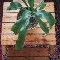 میزو صندلی چوبی اصل دو کار بره (تاشو)